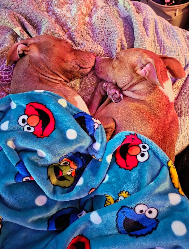 Sweet Sisters Princess Peaches, a red pibble (small pit bull mix dog), lays face-to-face on a quilt with her